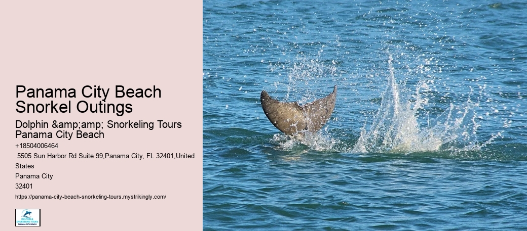 Dolphin Tours