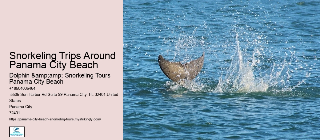 Snorkeling Trips Around Panama City Beach